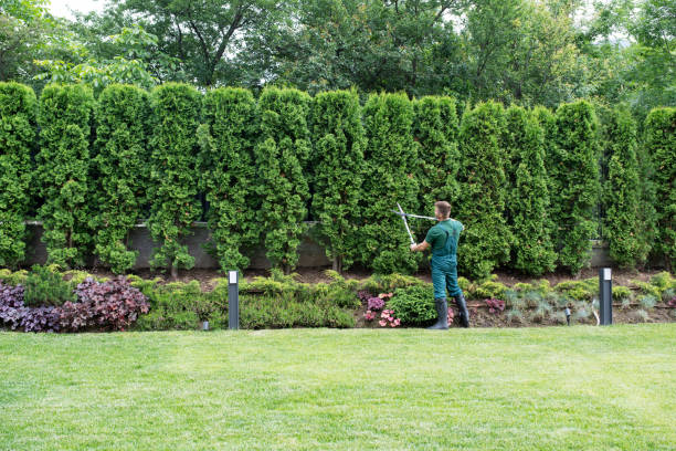 How Our Tree Care Process Works  in  Braselton, GA