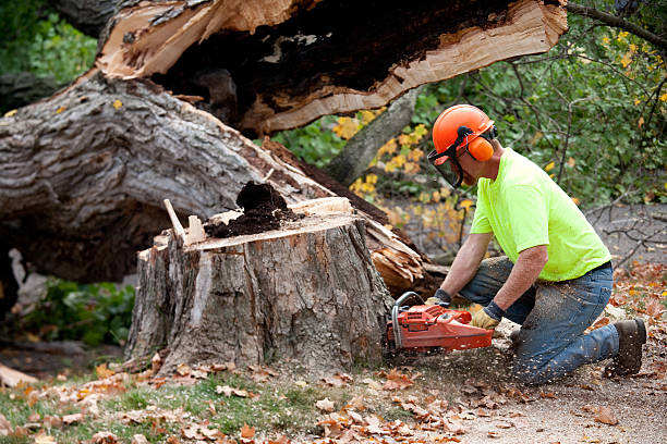 Best Tree Cabling and Bracing  in Braselton, GA