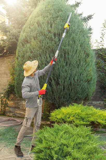 Best Tree Trimming and Pruning  in Braselton, GA